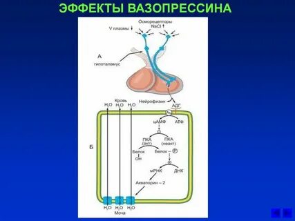 Основные эффекты вазопрессина
