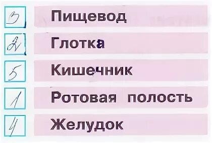 путь еды в организме человека. пища проходит по органам пищеварения пронумеруй. последовотельность прохождения пищи по пищева. пища проходит по органам пищеварения пронумеруй. пища проходит по органам пищеварения пронумеруй.