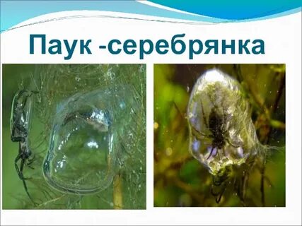 Паук серебрянка развитие с метаморфозом или прямое