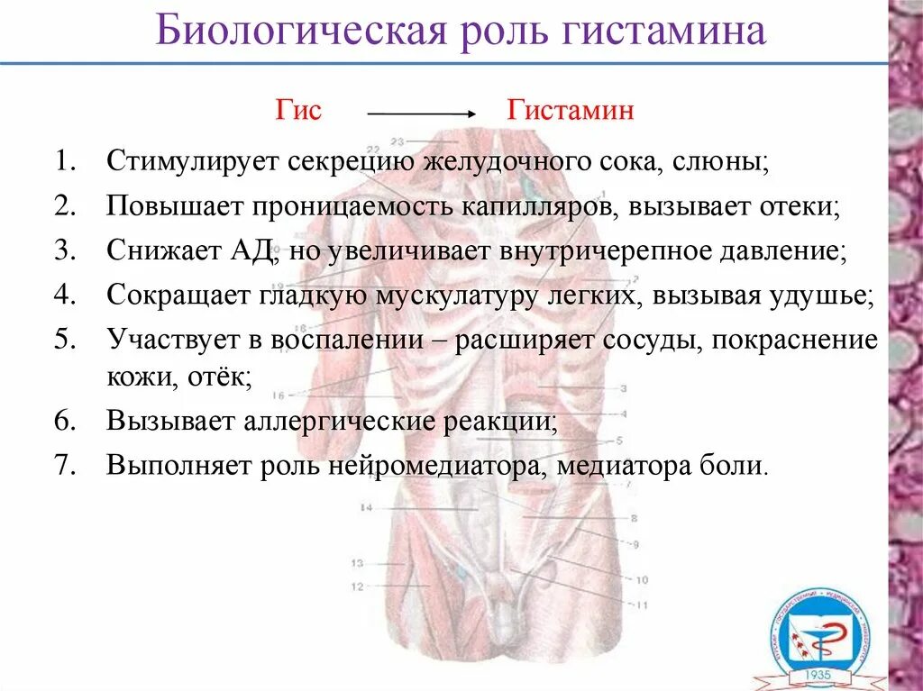 Гистамин биологическая роль. Гистамин функции. Гистамин роль в организме. Роль гистамина в организме человека.