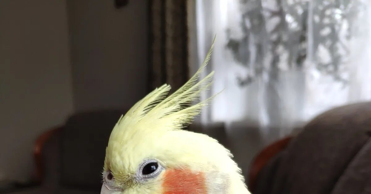 Корелла лютино самка. Корелла попугай лысина. Прыгучие корелла. Корелла лысеет голова. Корелла альба.