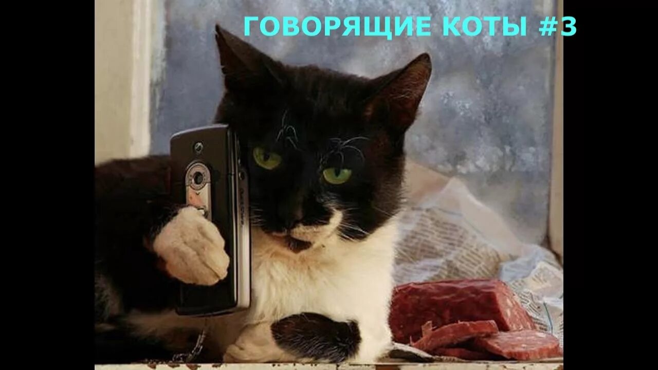 Говорящие смешные кошки. Котик с телефоном. Кот Мем. Говорящие коты. Кот с телефоном Мем.