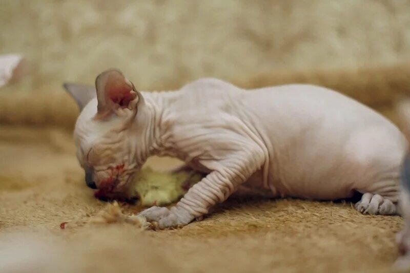 котята сфинкс красноярск. котята сфинкс красноярск. донской сфинкс. канадский сфинкс. донской сфинкс.