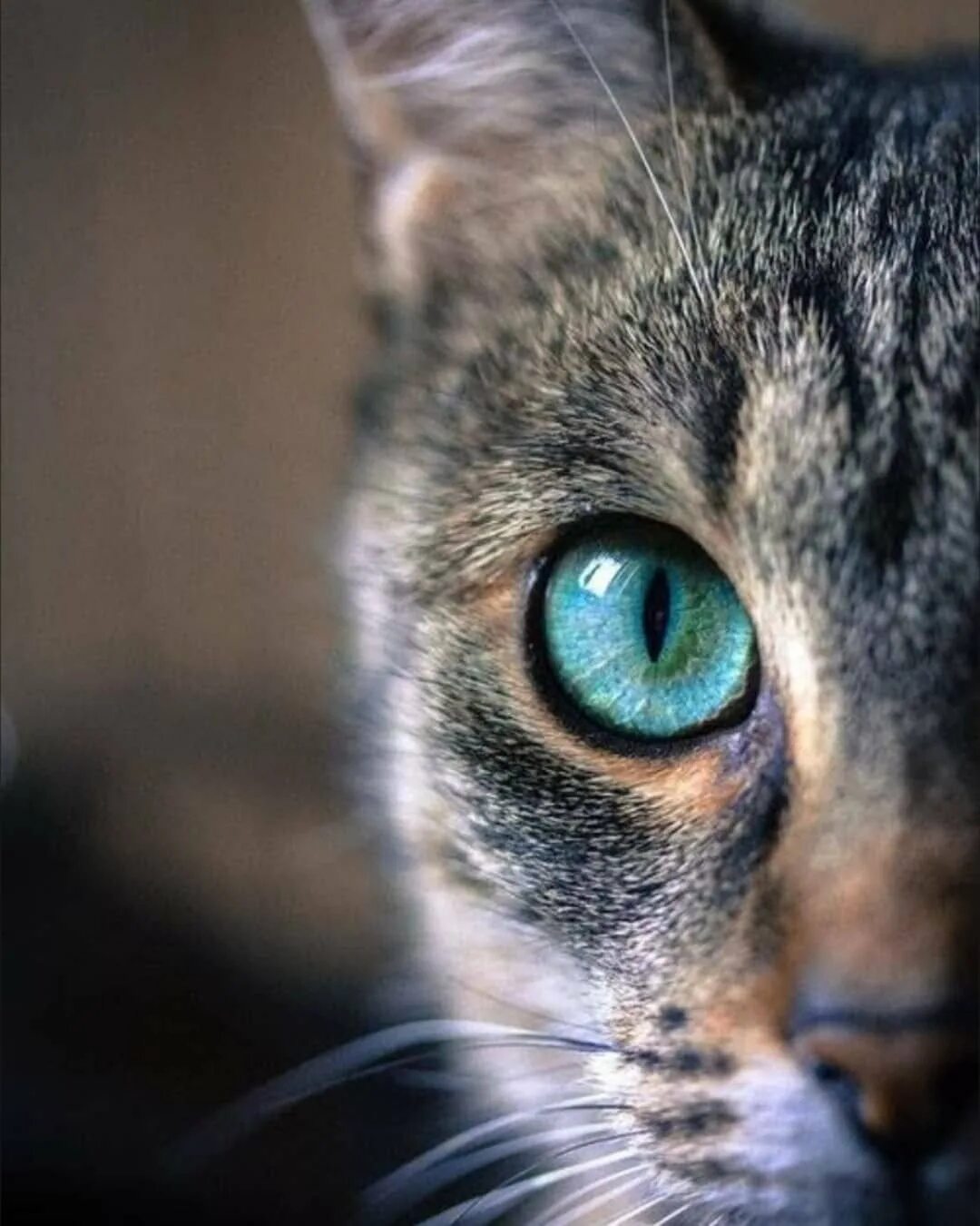 Глазки кошечки. Глаза кошки. Кошачий глаз. Красивые коты. ЛАЗ для кошки.
