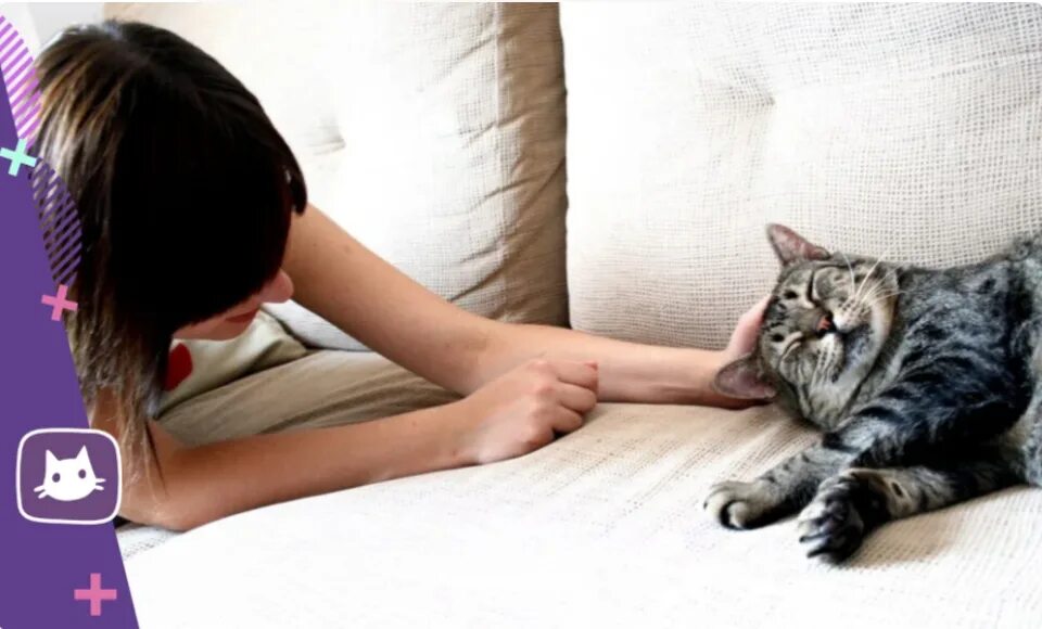 Почему коты мнут лапами и мурлыкают. Кошка мурлычет. кошка и хозяин. котик перебирает лапками. кот мнет лапами одеяло.