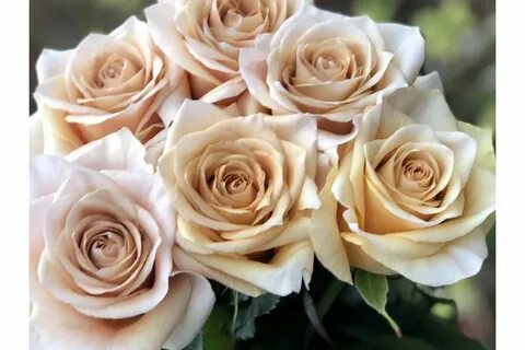 Vip roses