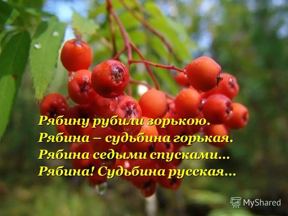 Рябину рубили анализ. Стихи про рябину. Красивые высказывания о рябине. Про рябину цитаты. Рябину рубили зорькою.