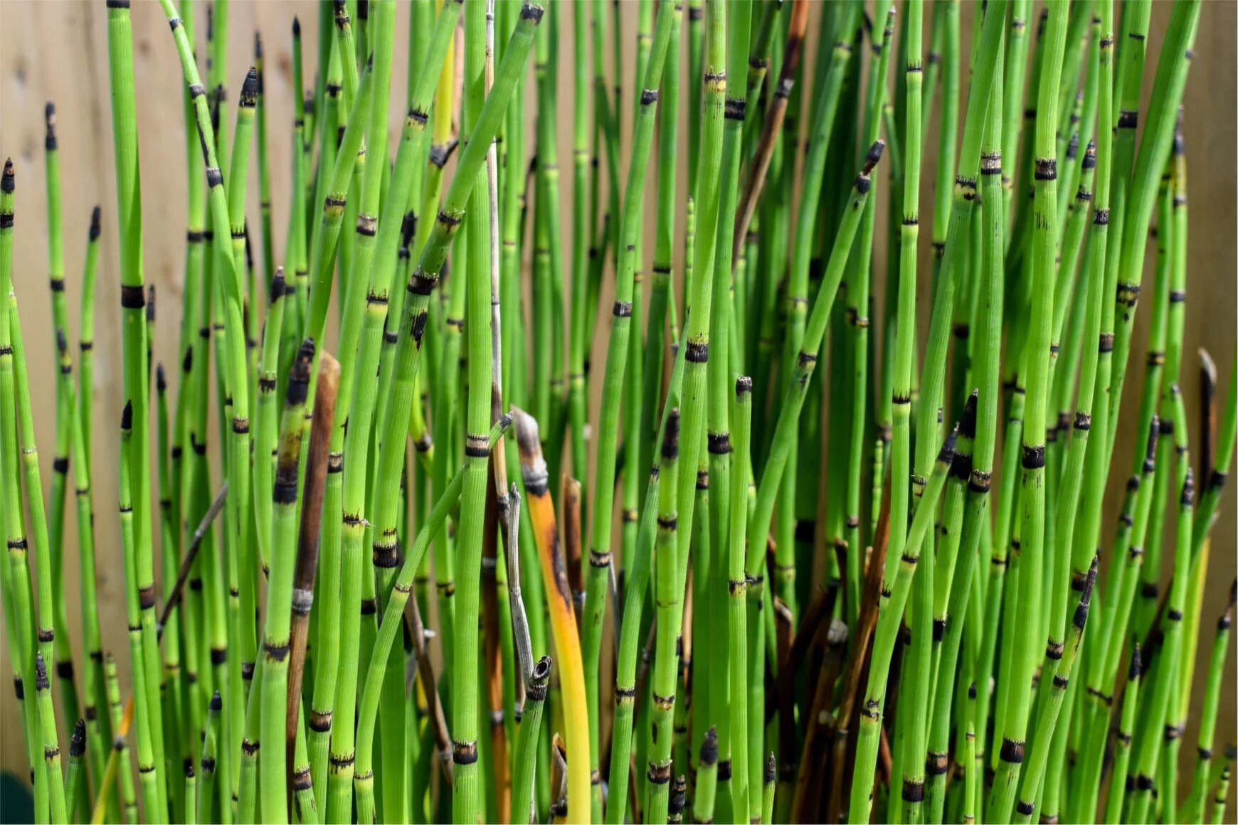 Хвощ водное растение. Хвощ зимующий. Хвощ зимующий Equisetum hyemale. Хвощ тростниковый бамбук. Хвощ Шаффнера.