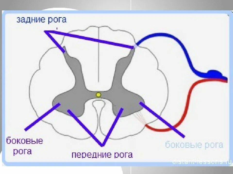 Строение спинного мозга рога. Нейроны передних Рогов спинного мозга функции. Задние рога спинного мозга функции. Поражение бокового рога спинного мозга.