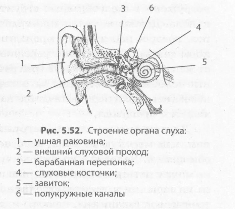 Строение слухового анализатора ЕГЭ. Схемы анализаторов органы слуха. Схема строения органа слуха. Схема слухового анализатора анатомия. Задание орган слуха