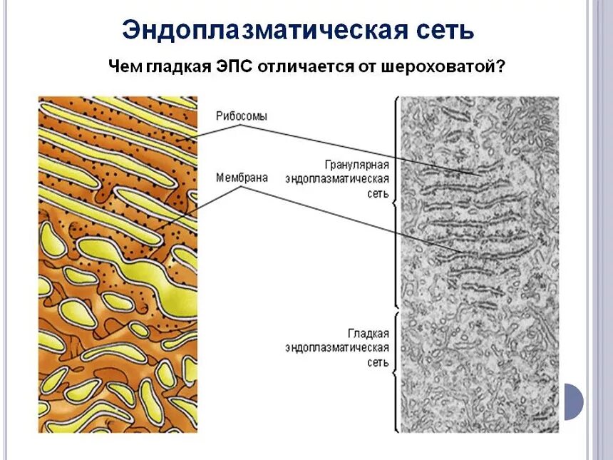 Шероховатая эпс участвует в синтезе. Агранулярная ЭПС строение. Гладкая эндоплазматическая сеть строение. Гранулярная ЭПС Электронограмма. Гранулярная эндоплазматическая сеть строение и функции.