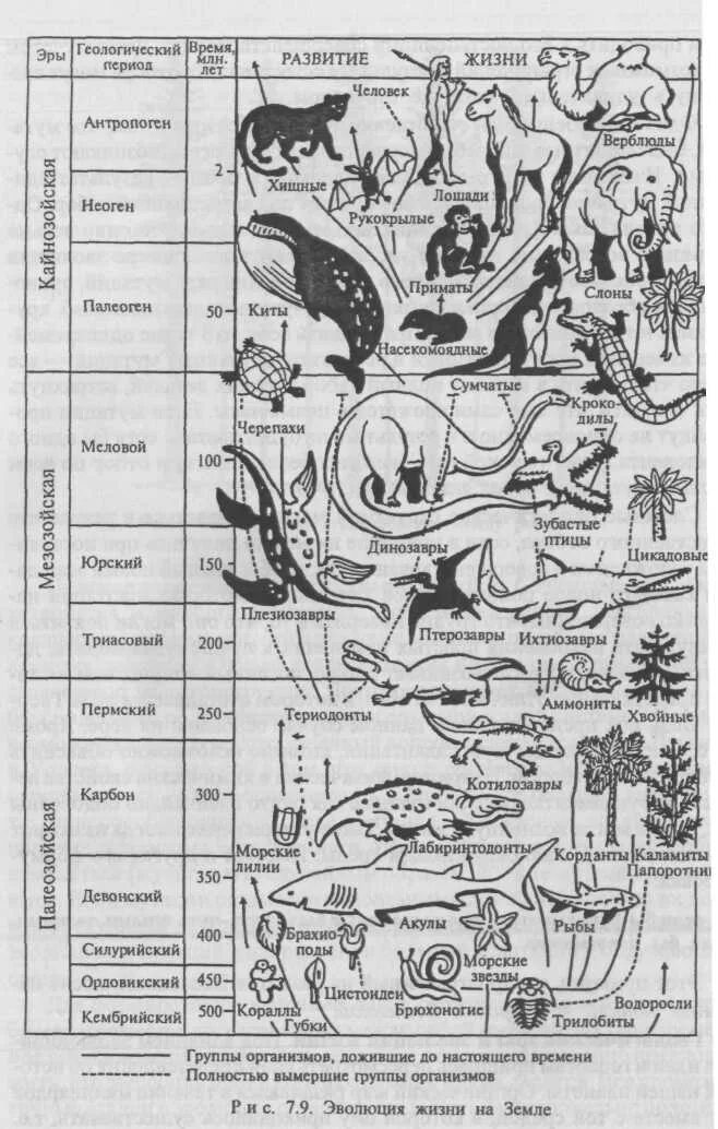 Этапы развития жизни на земле схема. Геологическая эволюция схема. Этапы возникновения жизни на земле схема. Начальные этапы развития жизни. Развитие жизни схема.