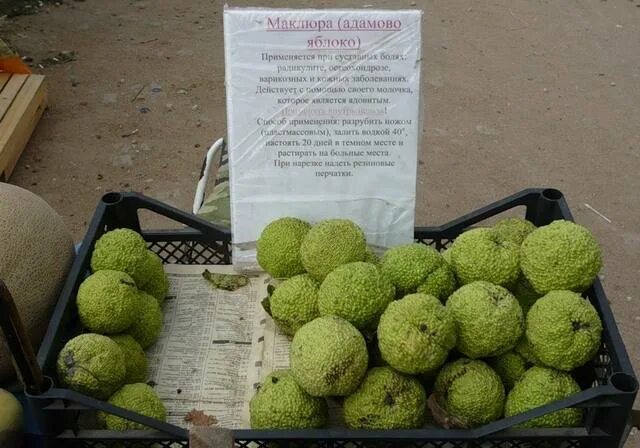 Едят ли адамово яблоко. Маклюра адамово яблоко для суставов. лекарственный плод адамово яблоко. маклюра полезные свойства адамово яблоко. маклюра (адамово яблоко) оранжевая.