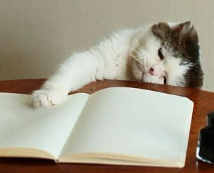 Котик пишет. Кот студент. Умный кот. Кот с тетрадкой.