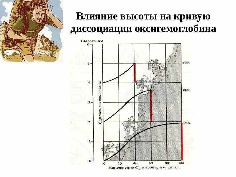 Влияние высотной