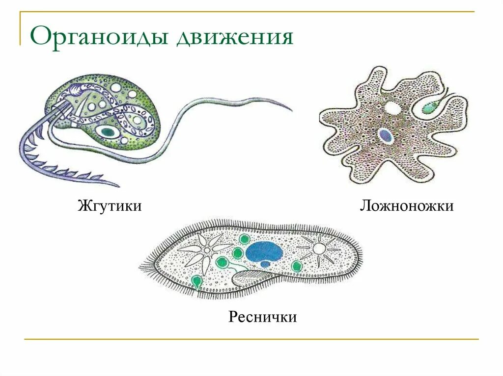 Органоиды движения псевдоподии. Строение органоидов движения клетки. Строение ложноножки клетки. Органоиды движения строение рисунок.