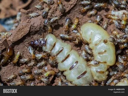 termite and queen termite in hole. 