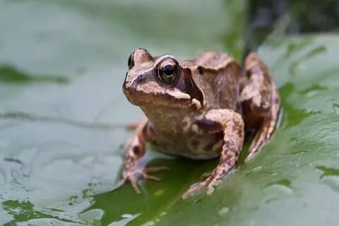 Common Frog.