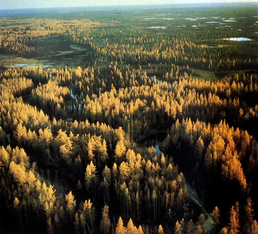 Западно сиб. Западно-Сибирская низменность леса. Тайга Западной Сибири Урманы. Западно-Сибирская подтайга. Западно Сибирская равнина Тюмень.