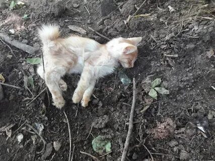 Кот помирает