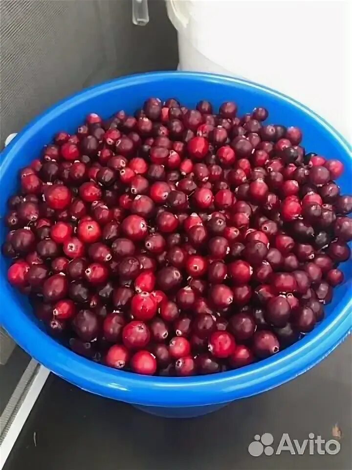 Продаются клюква. Продаются клюква. Продаются клюква. Фирма по производству клюквы сша. Клюква семена.
