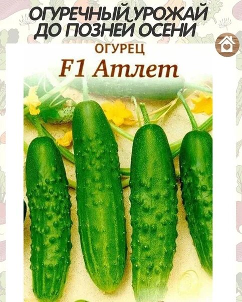 Атлет f1. Огурец атлет гавриш. огурцы атлет. огурец атлет семена. огурцы атлет фото.