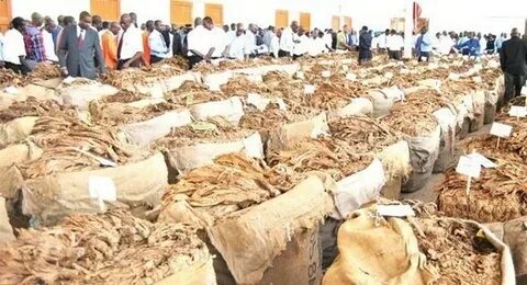Tobacco market