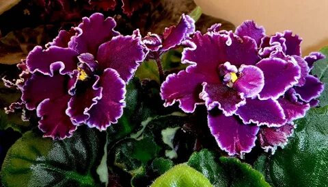 Фиалки фото сорт ле