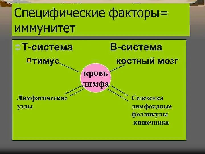 Фактор специфичности. Специфические факторы иммунитета. Факторы защиты иммунитета. Специфические факторы иммунитета микробиология. Специфические факторы защиты.