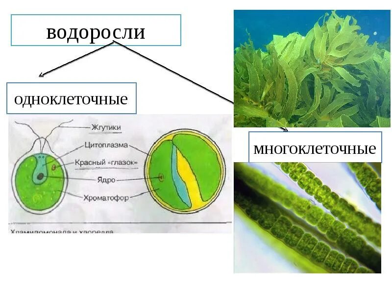 Какая водоросль является одноклеточной. Водоросли зеленые одноклеточные и многоклеточные водоросли. Одноклеточные зеленые водоросли 5 класс биология. Одноклеточные водоросли 6 класс биология. Одноклеточные и многоклеточные зеленые водоросли.