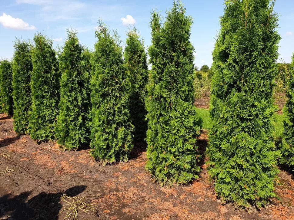 туя западная пирамидалис. туя компакта. туя пирамидальная смарагд. Pyramidalis compacta туя. туя пирамидалис.