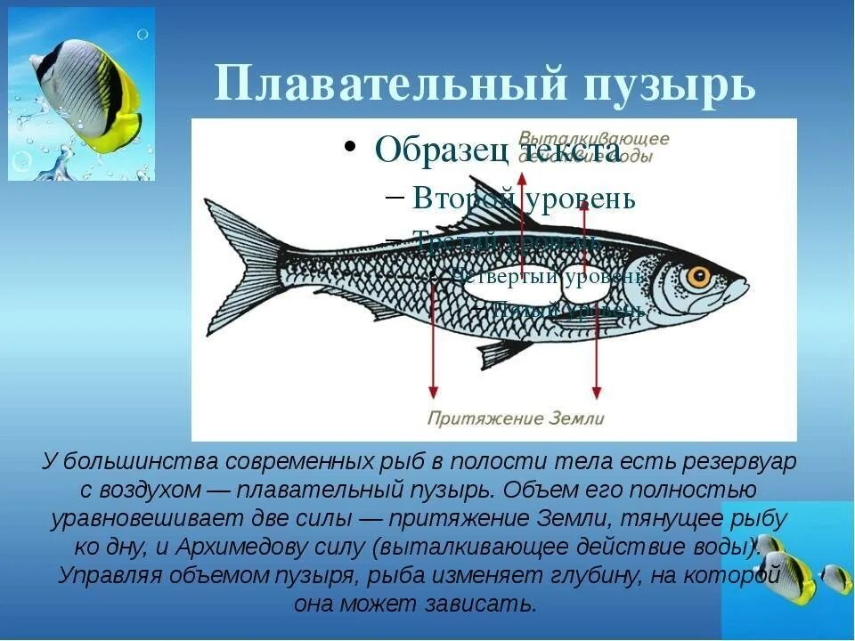 Плавательный пузырь костистых рыб. Функции плавательного пузыря у костных рыб. Строение плавательного пузыря у рыб. Плавательный пузырь у костных рыб. Какое оплодотворение характерно для костных рыб