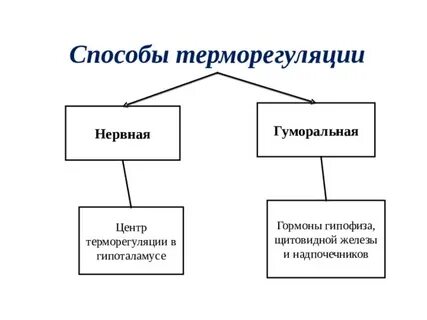 Терморегуляция виды