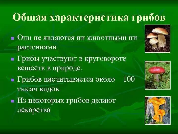 Есть царство грибов. Краткая характеристика грибов 5 класс биология кратко. Характеристика царства грибов 5 класс. Характеристика царства грибы 7 класс кратко. Царство грибов признаки царства.