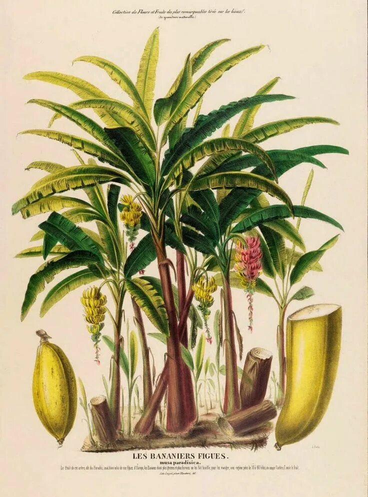 Пальма Ботаническая иллюстрация. Банан ботаника. Бананы на дереве иллюстрации. Банан рисунок ботаника.