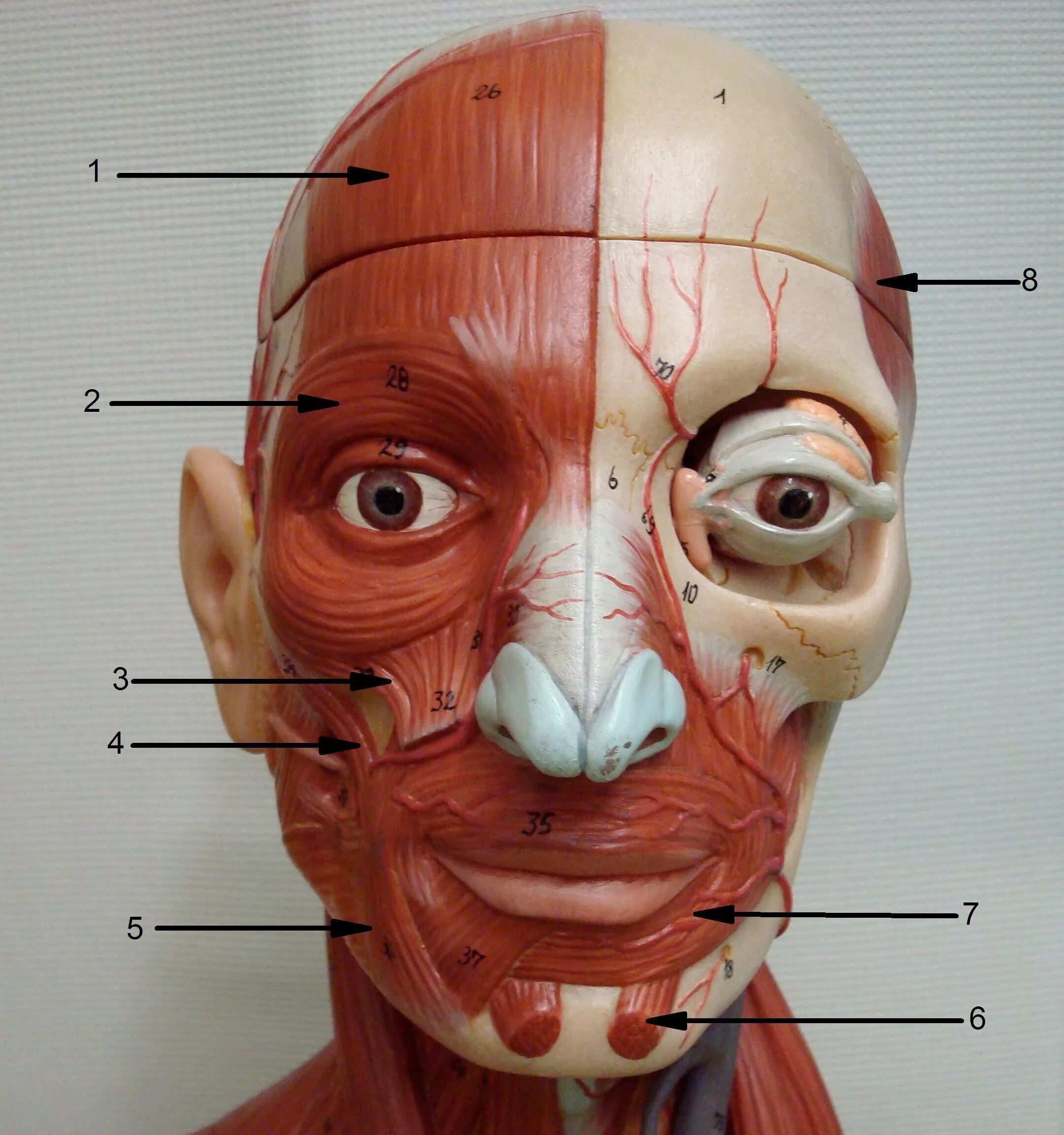 Где у человека лоб. Мускулюс Фронталис. Мимические мышцы головы анатомия. Мышцы лица анатомия. Анатомия лицевых мышц.