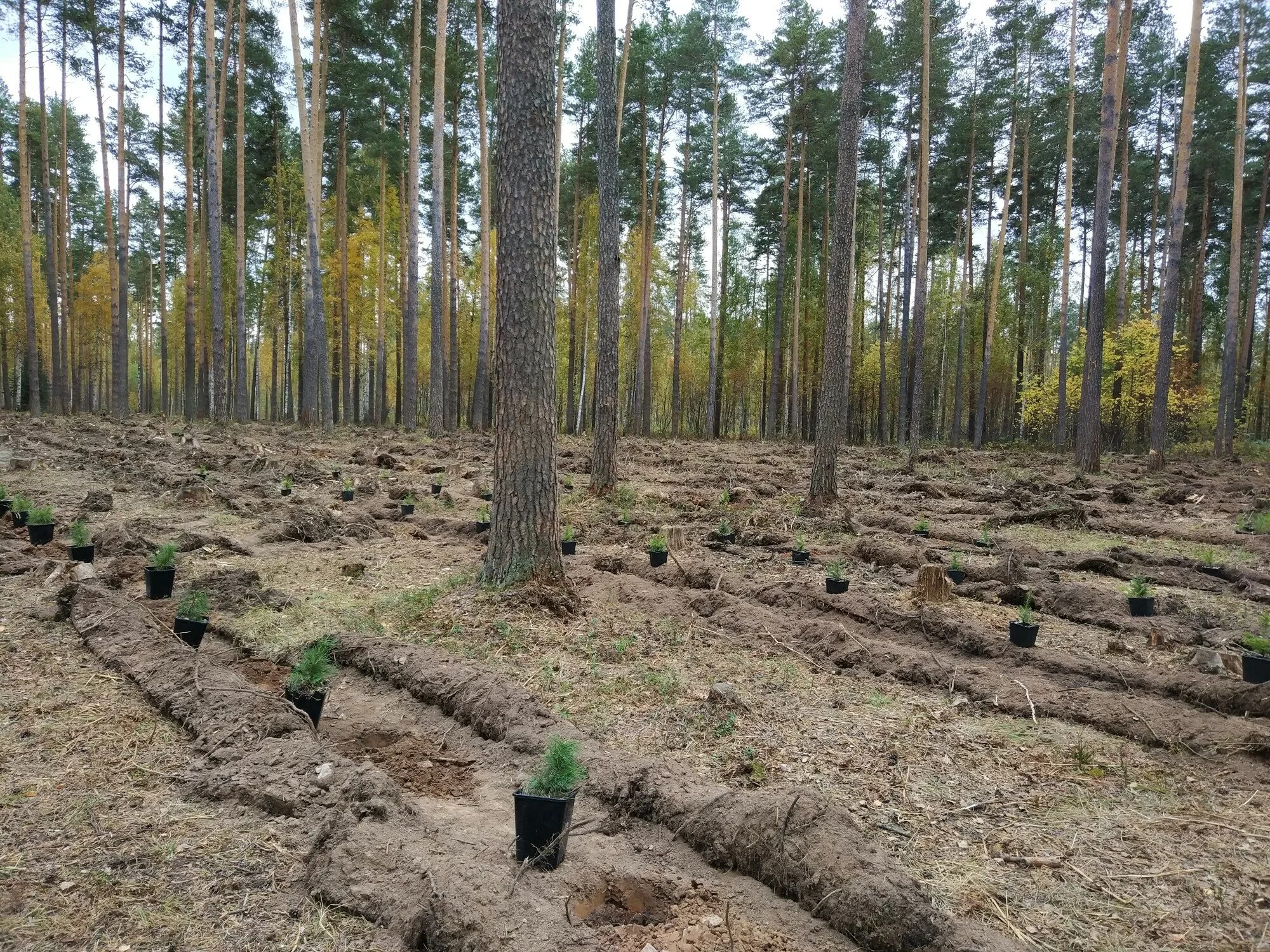 Клецкий лесхоз. Маленькие саженцы сосны лесопосадка Забайкалье. Посадка лесных культур. Лесные культуры. Лесные культуры сосны.