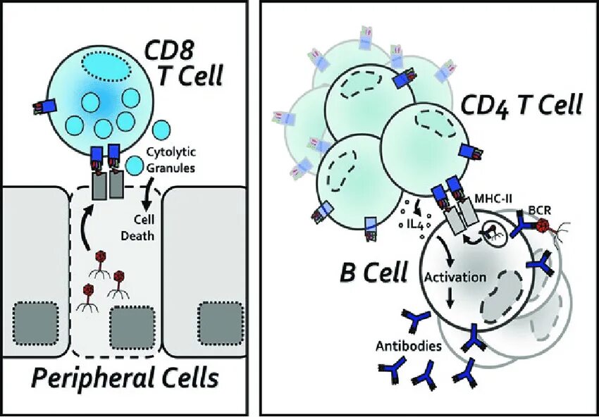 Клетки т 8. Cd8 Рецептор. Cd8 т-клетки, cd4 т-клетки. Cd8 молекулы на поверхности т клетки связываются с. Cd4+ и cd8+ клетки.