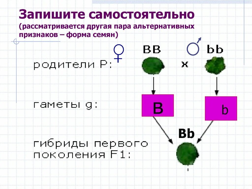 Гибриды второго поколения имеют. Схема моногибридного скрещивания. Моногибридное и дигибридное скрещивание. Альтернативное скрещивание. Моногибридное скрещивание примеры.