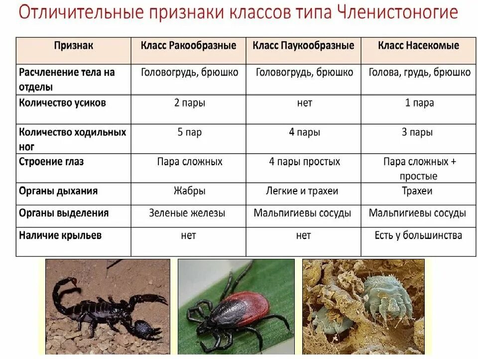 Таблица биология ракообразные. Характеристика класса членистоногих. Характеристика основных классов членистоногих. Типы питания членистоногих. Тип Членистоногие 7 класс биология кратко.