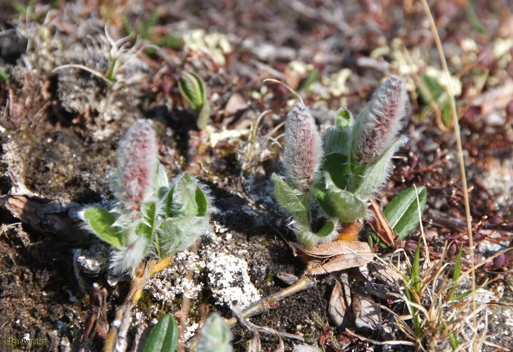 карликовая берёза в тундре. растения тундры полярная ива. где растет полярная ива природная зона. где растет полярная ива природная зона. полярная ива дальнего востока.