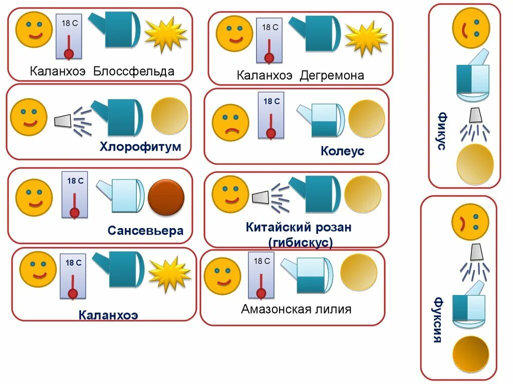 Уход за растениями в старшей группе