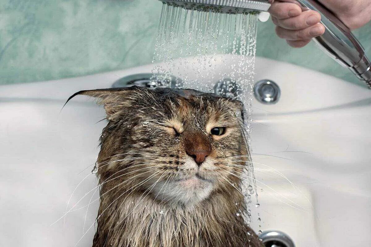 Кот под ванной. Кот в ванной. кошка моется. мокрая кошка. мокрые коты.