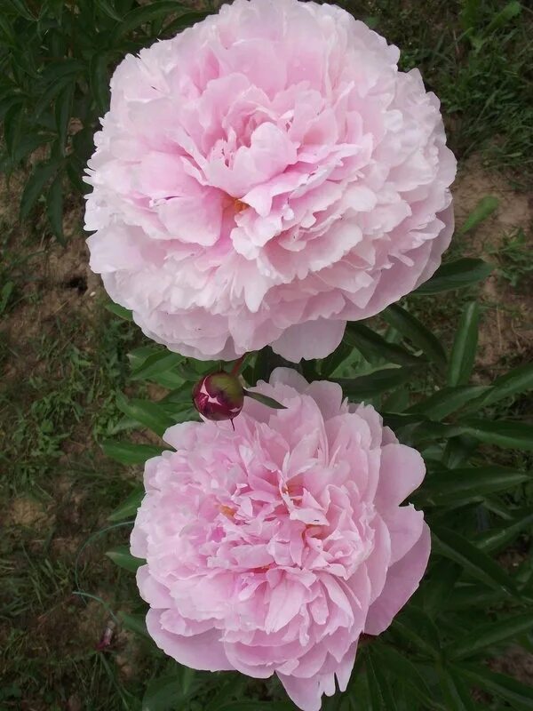 Пион laura dessert фото и описание. Пион laura dessert. пион (paeonia) laura dessert.