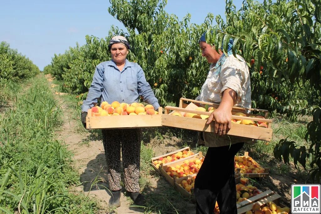 Погода нова мака. Дагестан село новая мака. сулейман стальский район сабир муаллим. фрукты выращиваемые в дагестане. овощи дагестана.