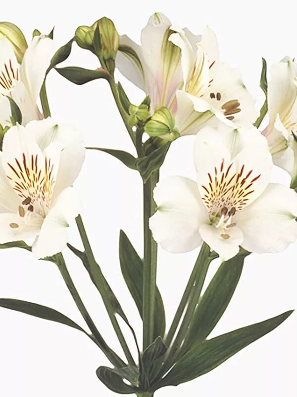 альстромерия вирджиния. луковицы альстромерии. цветы alstroemeria. альстромерия венус. луковичные цветы альстромерия.