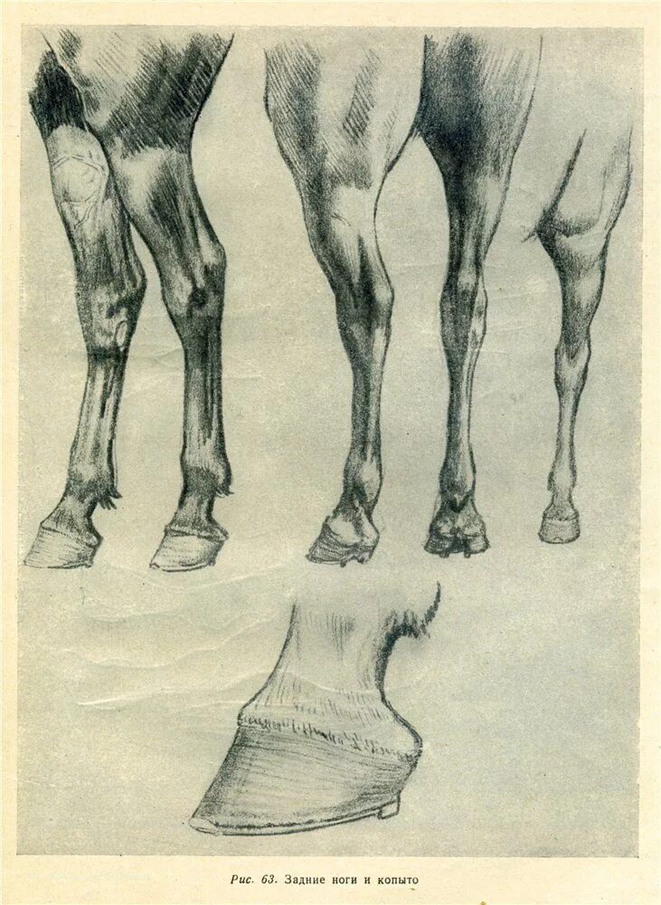 Контрактура сухожилий у лошади. Анатомия лошади названия частей тела. Скакательный сустав у лошади анатомия. Сколько ног у лошадки одной. Части тела лошади названия.