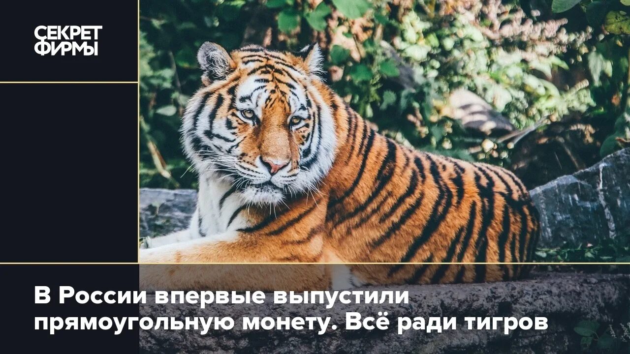 Необходимость сохранения популяции амурского тигра закреплена. Монета популяция тигра 2022. Тигр в тайне в России. Монета 3 рубля Международный форум тигров. Монета Международный форум по сохранению тигра.