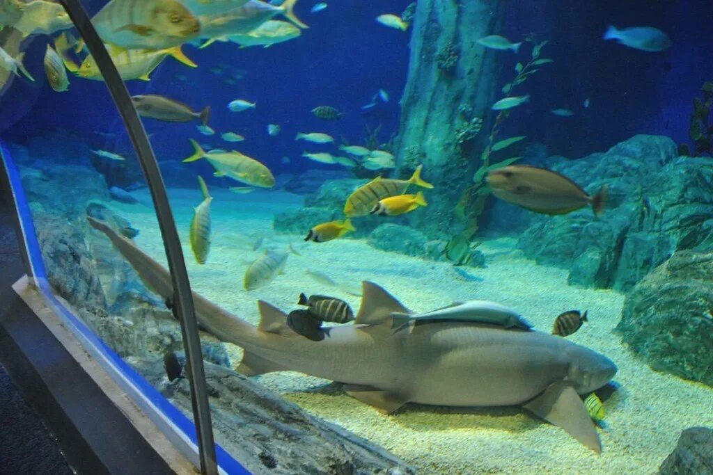 Aquarium перевод. Океанариум Адлер Дискавери ворлд. Океанариум Сочи Адлер. Сочи аквариум Дискавери. Океанариум Сочи Дискавери в Адлере.