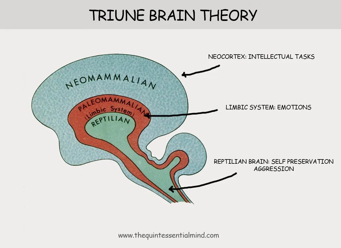 Brain theory
